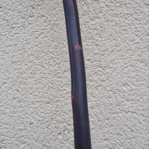 Irish Shillelagh blackthorn stick club