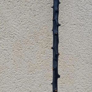 Blackthorn walking stick with horn handle and fox